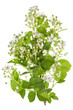 © Aleksandr Volkov - Spring backberry white flowers