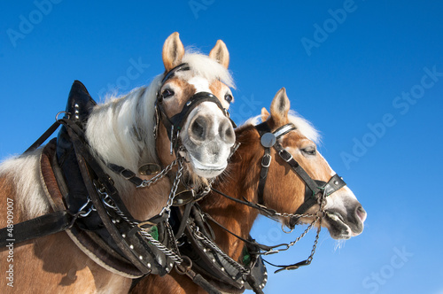 Foto-Lamellenvorhang - Pferdegespann (von mma23)