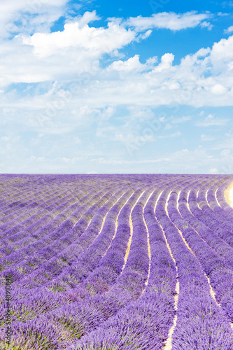 Naklejka samoprzylepna Lawendowe pole, płaskowyż Valensole, Prowansja, Francja