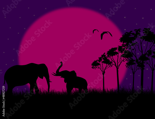 Tapeta ścienna Sylwetka ilustracja dwóch słoni na noc