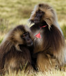 Para Dzelad - małp roślinożernych, na łące w górach Etiopii.