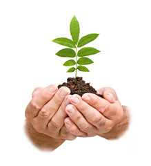 sapling in hands