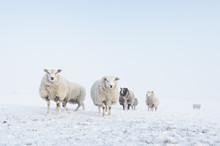 Flock Of Sheep Standing In The Snow