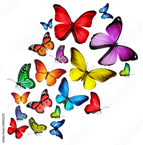 Nowoczesny obraz na płótnie Różne kolorowe motyle 