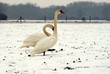 © goral75 - ŁABĘDZIE