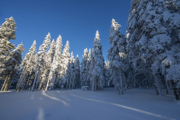 Sticker - snow covered forest