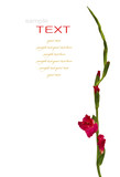 Fototapeta Tulipany - Beautiful Red Gladiolus on white background