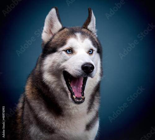 Board z aluminiowym obramowaniem Pies siberian husky. 