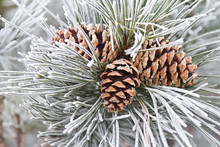 Frosted Pine Cones & Needles
