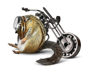Fototapete - Funny chipmunk biker with motorcycle