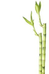  two stems of  bamboo isolated