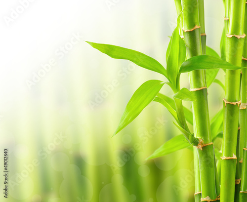 Foto-Vorhang - Bamboo background with copy space (von oly5)