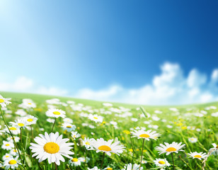 Wall Mural - field of daisy flowers