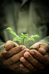 Poster - Young plant against grunge background