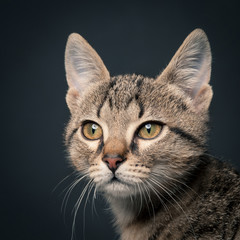 Little gray kitten close up on dark background.