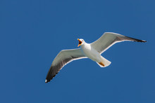 Screeching Seagull With A Deep Blue Sky