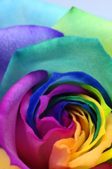 Fotomurales - Close up of rainbow rose heart