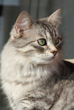 Fototapeta Koty - Esemplare femmina del gatto siberiano, pelo silver