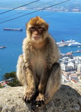Barbary Ape, Gibraltar © Arena Photo UK