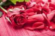 Red rose with rose petals
