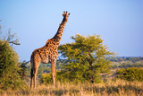 Fototapeta Sawanna - Giraffe on savanna. Safari in Serengeti, Tanzania, Africa