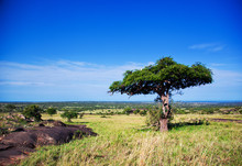 Savanna Landscape In Africa, Serengeti, Tanzania