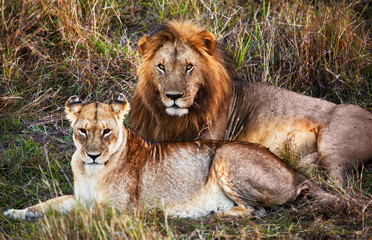 Wall Mural - male lion and female lion. safari in serengeti, tanzania, africa