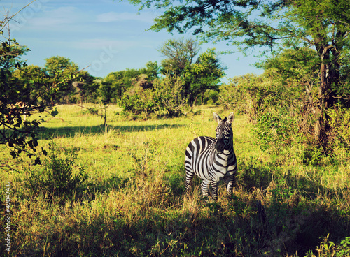 Plakat na papierze fotorealistycznym Zebra w trawie na afrykańskiej sawannie. 