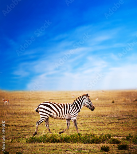 Plakat na papierze fotorealistycznym Zebra na afrykańskiej sawannie. 