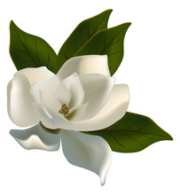 Single Magnolia Flower Isolated On White