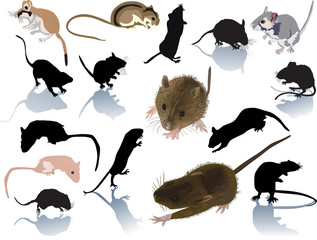 Wall Mural - set of rats and mouses on white