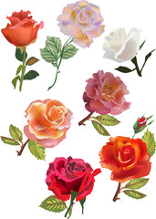 Poster - seven isolated roses collection