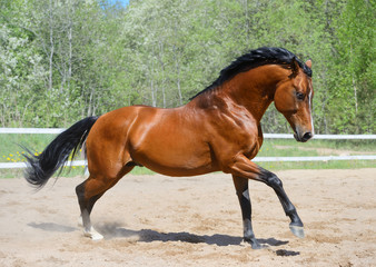 Poster - Bay horse of Ukrainian riding breed