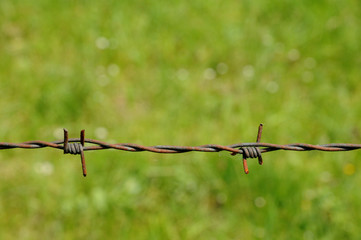 barbed wire in meadow