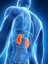 3d Rendered Illustration Of The Male Kidneys