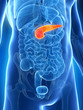 3d rendered illustration of the male pancreas