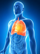 3d rendered illustration of a male lung