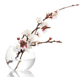 beautiful apricot blossom  in transparent vase isolated