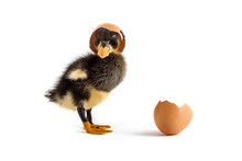 Black Small Duckling With Egg On A White