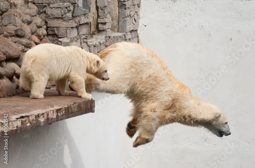 Board z aluminiowym obramowaniem Niedźwiedź polarny (ursus maritimus) zeskakuje z półki