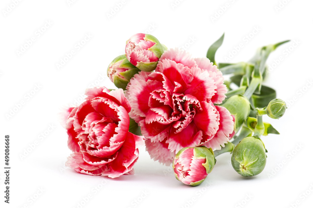 Carnations on white background - obrazy, fototapety, plakaty 