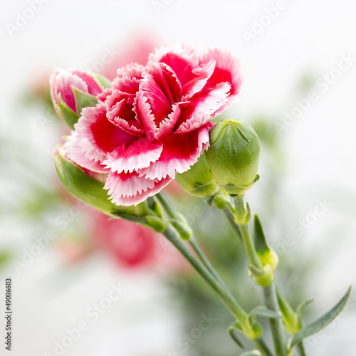 Naklejka dekoracyjna Carnation