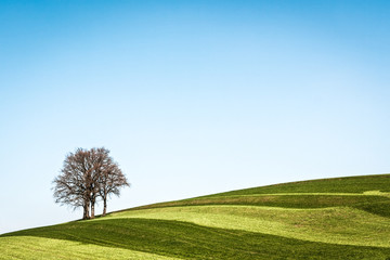 Canvas Print - one tree