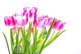 Fototapeta Tulipany - rosa Tulpenstrauß