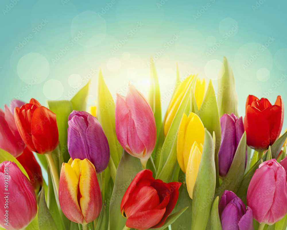 Tulip flowers - obrazy, fototapety, plakaty 