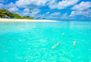 Fish very close to the beach on tropical island