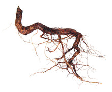 Roots Tree Isolated