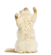 Birman standing on hind legs and reaching