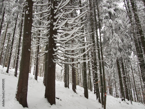 Foto-Fahne - Wanderweg führt durch einen verschneiten Wald (von Glaser)