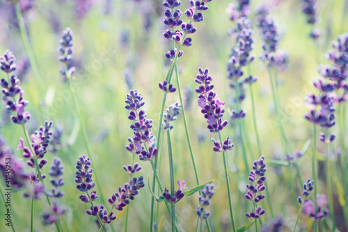 Naklejka dekoracyjna Lavender